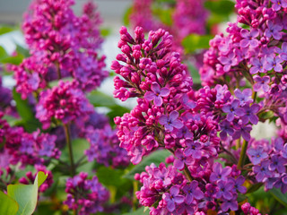Macro image of spring lilac purple flowers