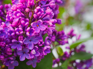 Macro image of spring lilac purple flowers