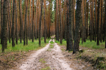 Fototapeta na wymiar Forest road in a pine forest at sunset. Can be used as wallpaper or background
