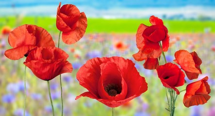 Obraz premium Poppy.