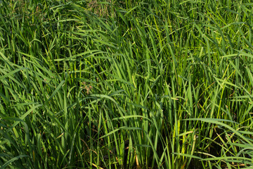 Fototapeta premium Image of the wild nature, Stems and leaves River reeds