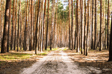 Forest road in a pine forest at sunset. Can be used as wallpaper or background
