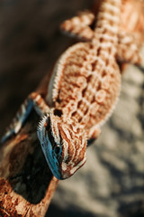 young pogona on a branch of a tree