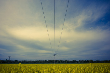 Agricultural Landscape with Power Line