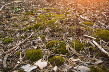 Forest Soil with cones, moss and pine needles. Can be used as wallpaper or background