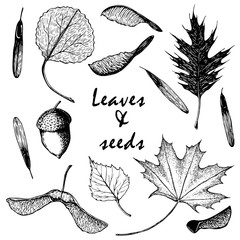 hand drawing Vector set of the leaves and seeds isolated on a white background. Engraved  leaves collection. sketch doodle style. outline foliage icon