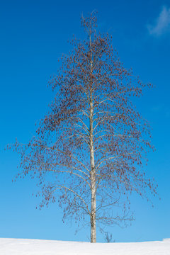 grey alder, Alnus incana, against blue sky at winter, Finland