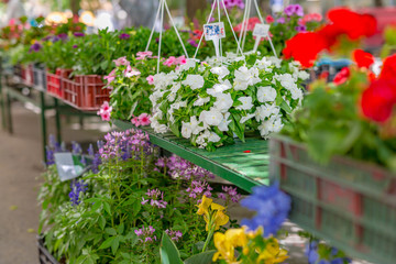 Fototapeta na wymiar Flowers for sale at a dutch flower market