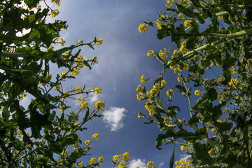 Rape and Sky