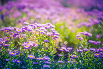 Purple flowers on beautiful bokeh background. Spring summer garden scene