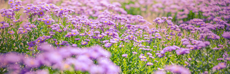 Obraz premium Purple flowers on beautiful bokeh background. Spring summer garden scene