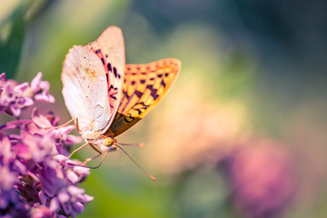 Golden butterfly glows in the sun at sunset, macro. Wild grass on a meadow in the summer in the rays of the golden sun. Romantic gentle artistic image of living wildlife