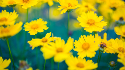 Yellow flowers on a toned on gentle soft blue and green background outdoors close-up macro. Spring summer border template floral background. Light air delicate artistic image, free space