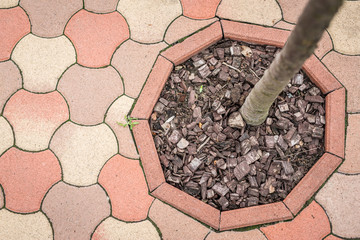 Urban yard tree roots with leaves