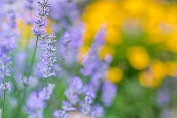Obraz premium Lavenders close-up in summer under vineyards, colorful flower garden