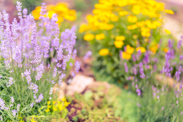 Lavenders close-up in summer under vineyards, colorful flower garden