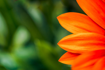 Obraz premium Flower in macro, fine art. Beautiful nature closeup, petals and blooming garden flowers