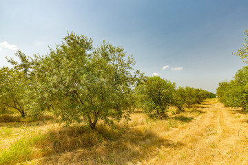 Fototapeta premium Plantation of olive trees, Mediterranean agriculture field