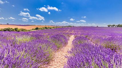 Naklejka na ściany i meble Beautiful summer nature landscape. Lavender flower blooming scented fields in endless rows. Valensole plateau, Provence, France, Europe.