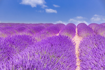 Beautiful summer nature landscape. Lavender flower blooming scented fields in endless rows. Valensole plateau, Provence, France, Europe.