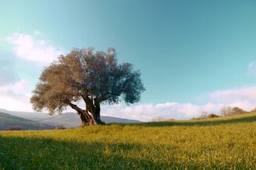 Fototapeten einsamer Olivenbaum im Feld © oraziopuccio