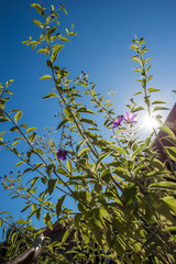 Gentian Tree in the  Sun