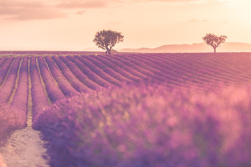 Lavender field in Provence, France. Blooming violet fragrant lavender flowers with sun rays with...