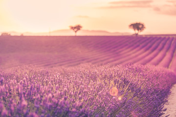 Fototapeta premium Pole lawendy w Prowansji we Francji. Kwitnące fioletowe pachnące kwiaty lawendy z promieniami słońca z ciepłym niebem o zachodzie słońca. Wiosna lato piękna przyroda kwiaty, idylliczny krajobraz. Cudowna sceneria