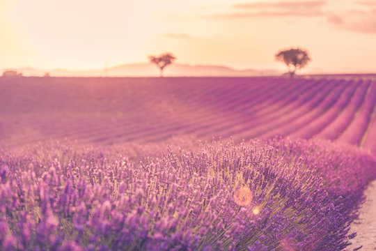 Lavender field in Provence, France. Blooming violet fragrant lavender flowers with sun rays with warm sunset sky. Spring summer beautiful nature flowers, idyllic landscape. Wonderful scenery © icemanphotos