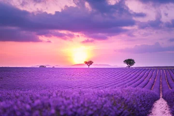 Poster Prachtig landschap met lavendelveld bij zonsondergang. Bloeiende violette geurige lavendelbloemen met zonnestralen met warme avondrood. © icemanphotos