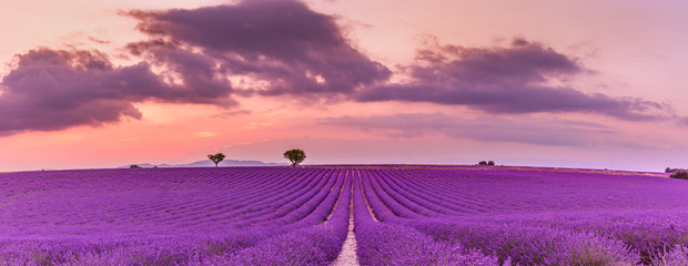 Violet lavender bushes. Beautiful colors purple lavender fields near Valensole, Provence in France,...