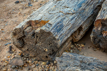 Petrified wood trunks in the stone desert in Sudan, Africa