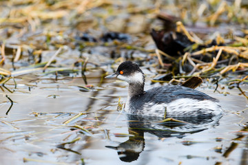 ハジロカイツブリ冬羽