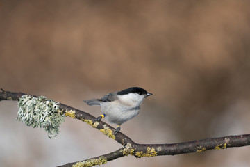 marsh tit on a branch