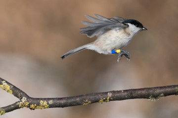 marsh tit jumping from a branch