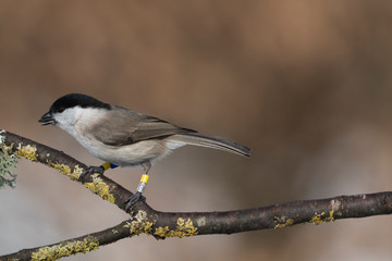marsh tit on a branch