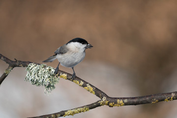 marsh tit on a branch