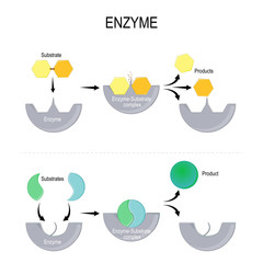 enzyme function - obrazy, fototapety, plakaty