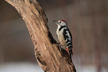 Middle spotted woodpecker on a tree