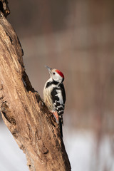 middle spotted woodpecker on a tree