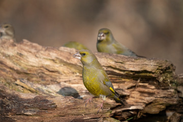 European greenfinch on a branch