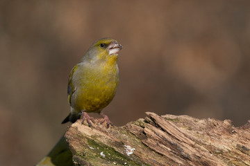 European greenfinch on a branch