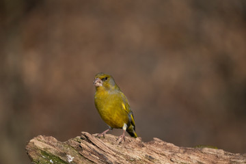 European greenfinch