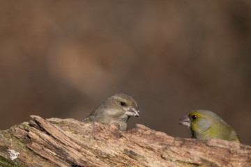 European greenfinch on a branch