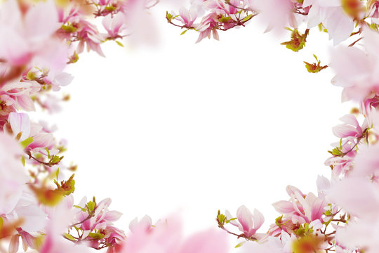 Bright pink- white magnolia flowers frame white isolated