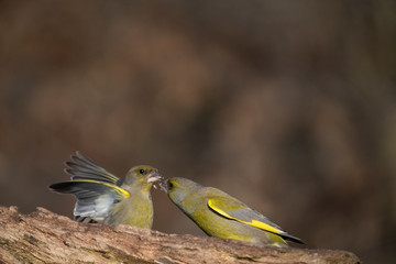 European greenfinch on a branch