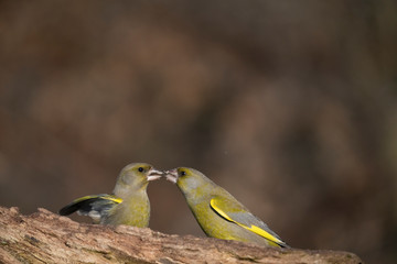 European greenfinch