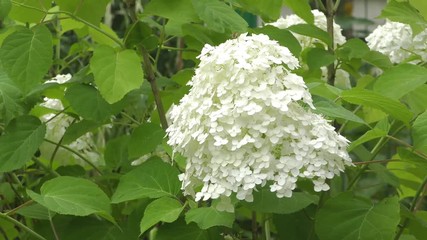 Hortensia Paniculata Annabel. White Flowers Closeup