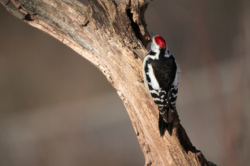 middle spotted woodpecker