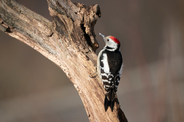 middle spotted woodpecker